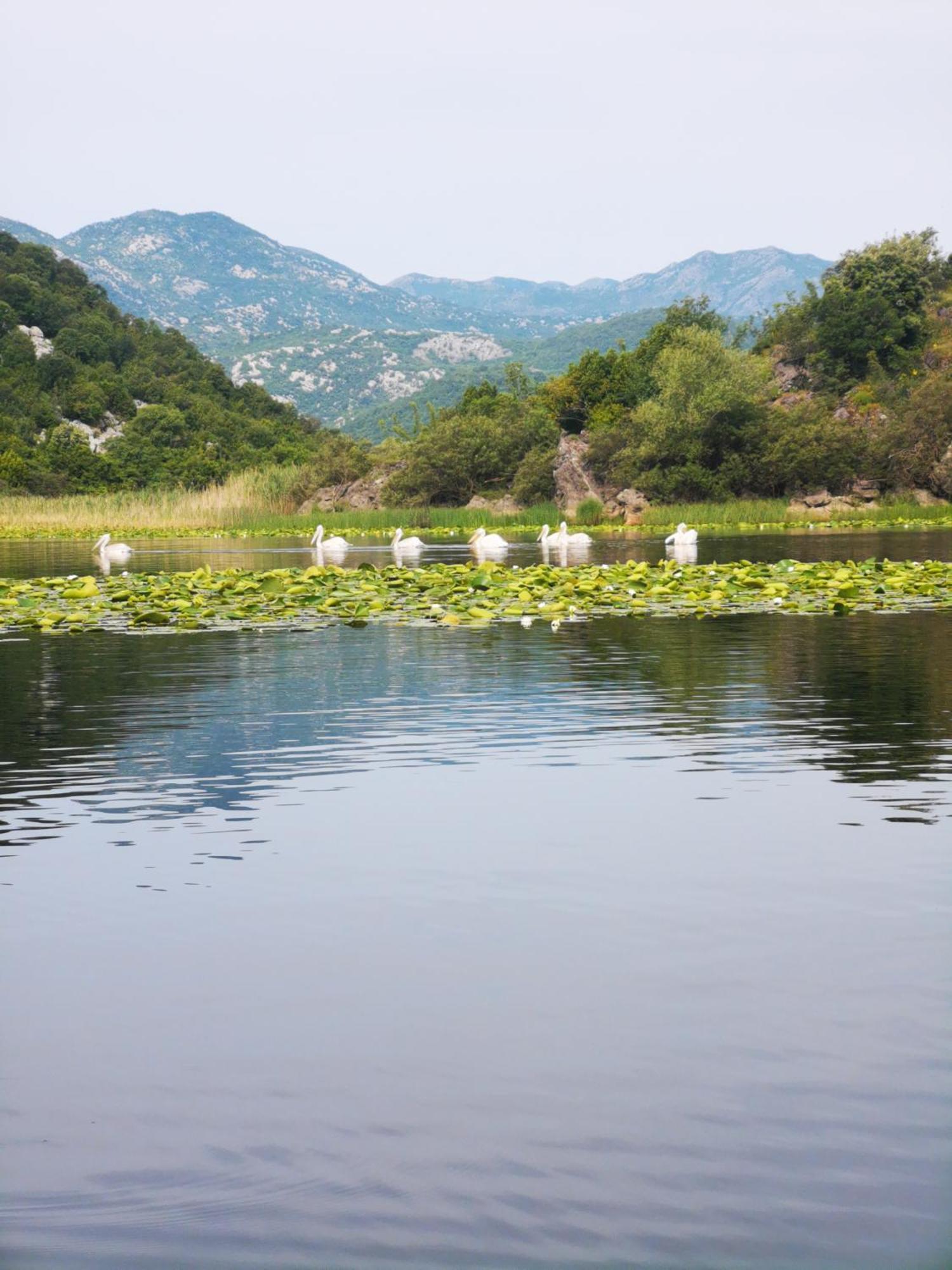 Apartment Dapcevic Skadar Lake Vranjina Exteriér fotografie